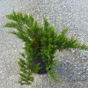 Juniperus Tamariscifolia