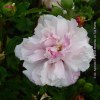 Hibiscus Syriacus French Cabaret® Pastel
