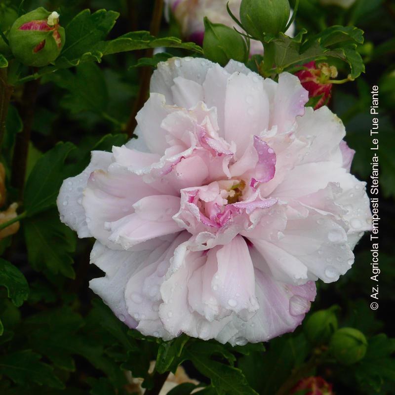 Hibiscus Syriacus French Cabaret® Pastel