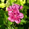 Hibiscus Syriacus French Cabaret Red