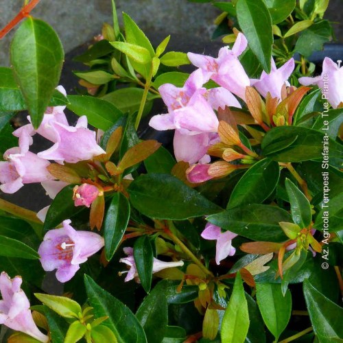 Abelia Edward Goucher - altezza 30-40 cm, vaso 16