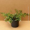 Abelia Edward Goucher