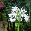 Agapanthus Bianco