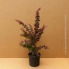 Berberis Thumbergii Atropurpurea