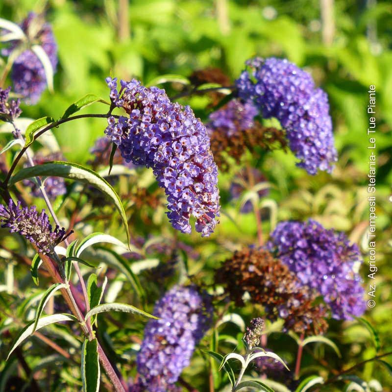 Buddleja Empire Blue