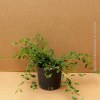 Cotoneaster Salicifolius repens