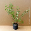 Deutzia MontRose