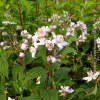 Deutzia MontRose