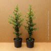 pyracantha a bacca rossa