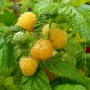 lampone giallo