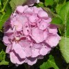 ortensia rosa