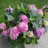 ortensia rosa