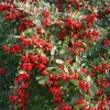 pyracantha a bacca rossa