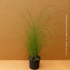 Miscanthus Gracillimus