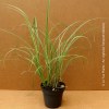 Miscanthus Variegatus