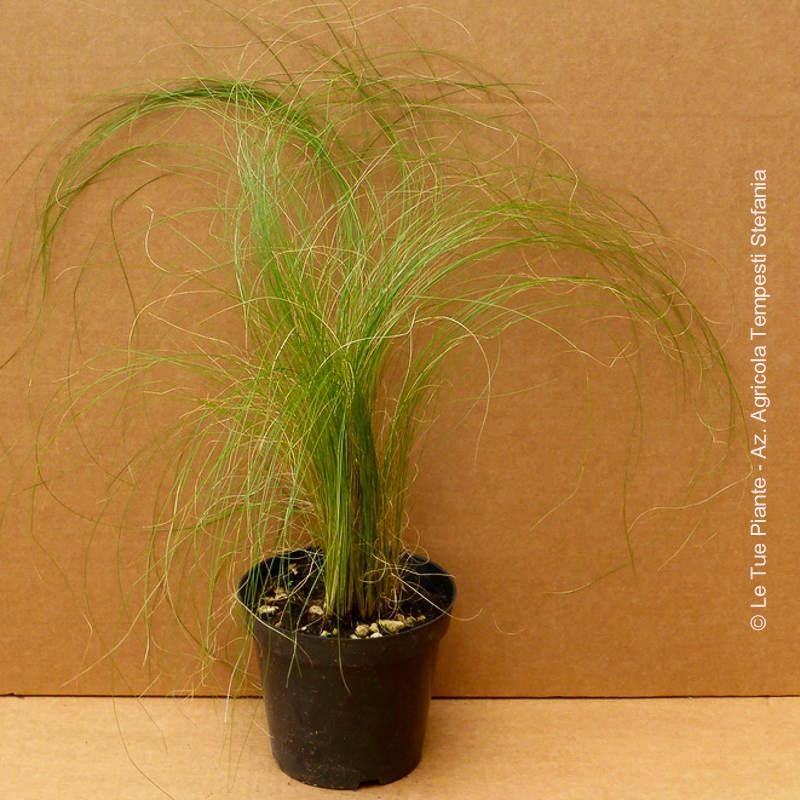 Stipa Tenuissima