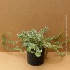 Euonymus Fortunei Emerald Gaiety