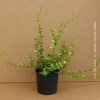 Euonymus Fortunei Emerald Gold