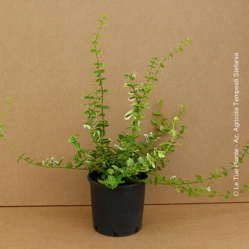 Euonymus Fortunei Emerald Gold