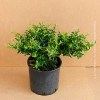 Pyracantha Navaho