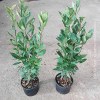 Laurus Nobilis