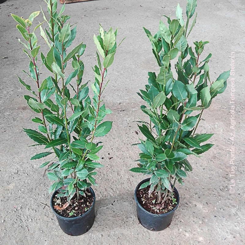 Laurus Nobilis