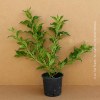 Weigela Florida