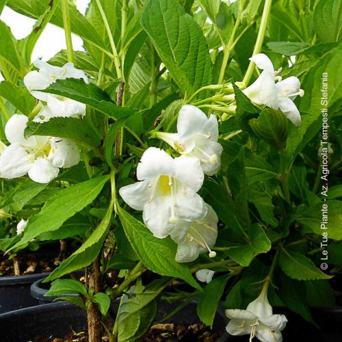 Weigela Snowflake - altezza 50-70 cm, vaso 16