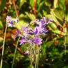 Tulbaghia Violacea