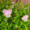 Spiraea Little Princess