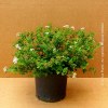Spiraea Little Princess