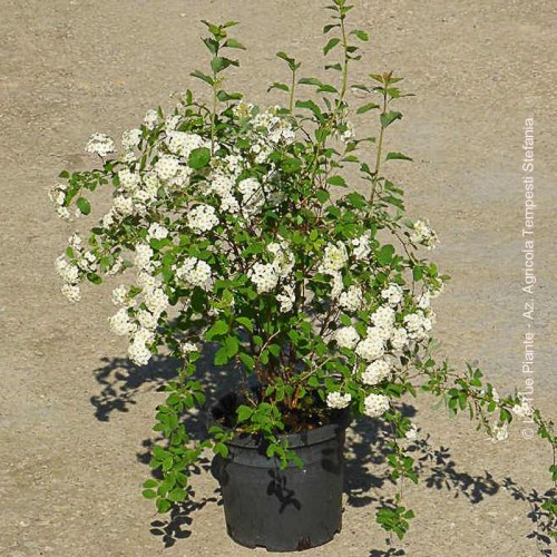 Spirea Vanhouttey - altezza 40-60 cm, vaso 16