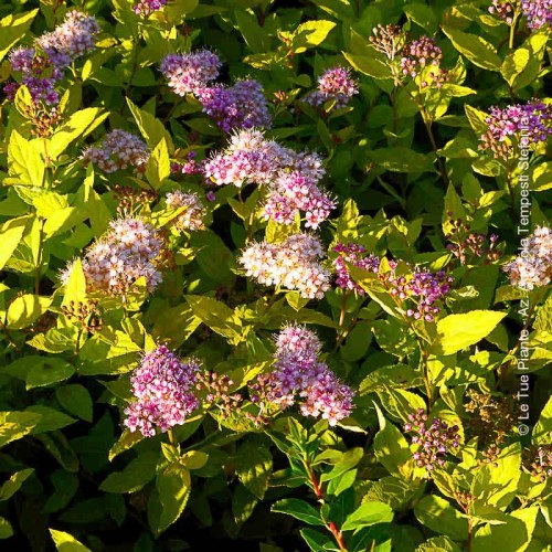Spirea Goldmound - altezza 20-30 cm, vaso 16