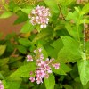Spirea Goldmund
