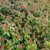 Viburnum Tinus