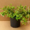  Abelia Grandiflora