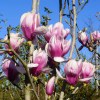 Magnolia Soulangeana