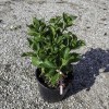 ortensia rosa