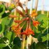 Lonicera Brownii Dropmore Scarlet