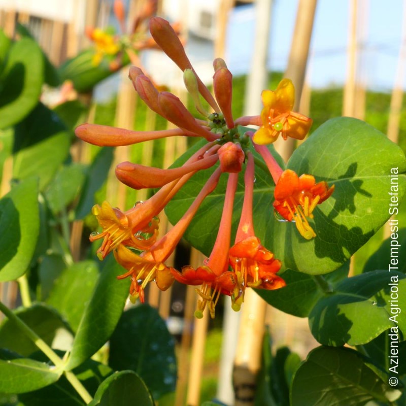 Lonicera Brownii Dropmore Scarlet