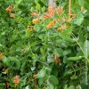 Lonicera Brownii Dropmore Scarlet