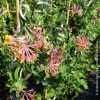 Lonicera Heckrottii Goldflame