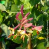 Lonicera Heckrottii Goldflame