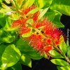 Callistemon Laevis