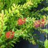 Callistemon Laevis