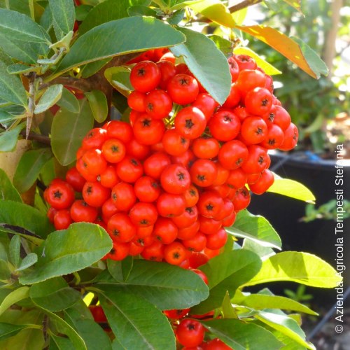 Pyracantha Rosso - altezza 40-60 cm, vaso 15
