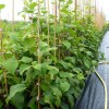 Kiwi Actinidia Deliciosa