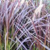 Pennisetum Setaceum Rubrum