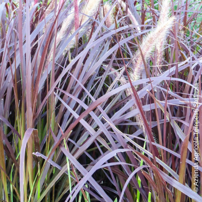 Pennisetum Setaceum Rubrum