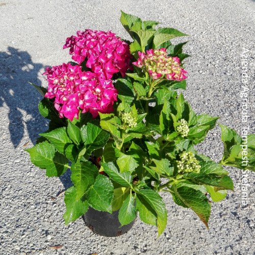 Ortensia Rossa - altezza 30-40 cm, vaso 16